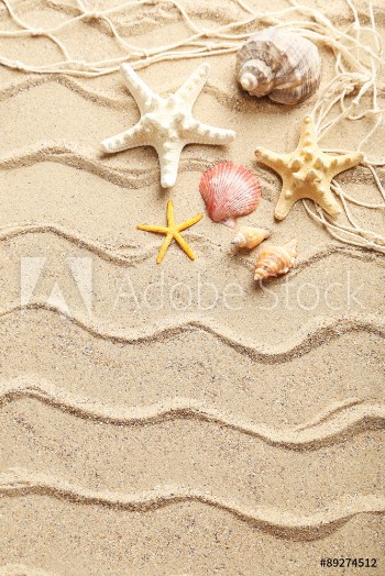 Picture of Sea shells on a beach sand